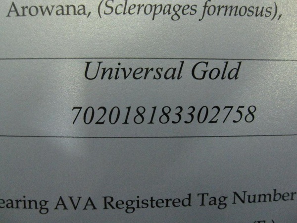 giay khai sinh cua ca rong